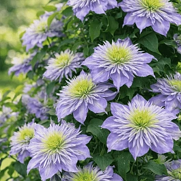 Клематис Cristal Fountain