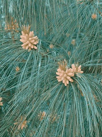 Сосна гималайская