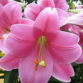 Лилия ЛО-гибрид Венделла