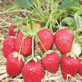 Земляника садовая Остара