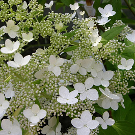 Гортензия метельчатая Гринспайр