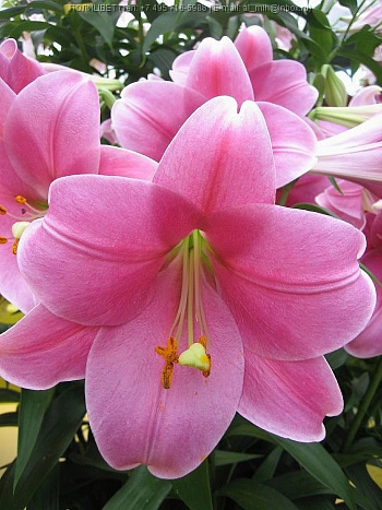 Лилия ЛО-гибрид Венделла