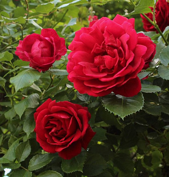 Роза плетистая Блейз Супериор