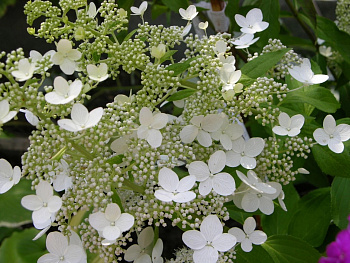 Гортензия метельчатая Гринспайр