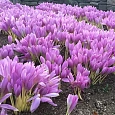 Колхикум The Giant