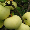 Яблоня Феникс алтайский
