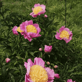 Пион Молочноцветковый Mr. G.F.Hemerik