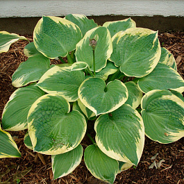 Хоста гибридная Роберт Фрост НАБОР 2ШТ (1+1)