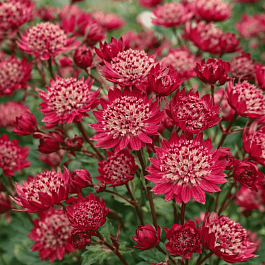 Астранция большая Fokker Red