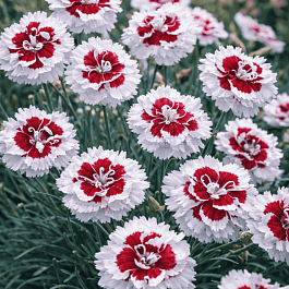 Гвоздика Альвуда  Alice