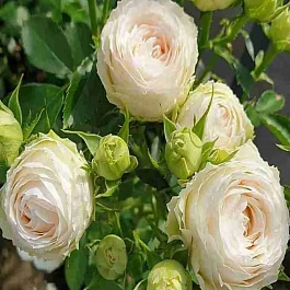 Роза  кустовая Porcelain Lace