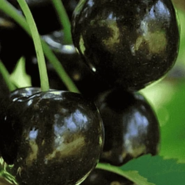 Черешня Ленинградская черная