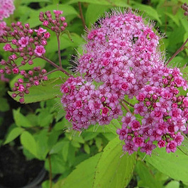 Спирея японская Макрофилла Спирея японская Макрофилла