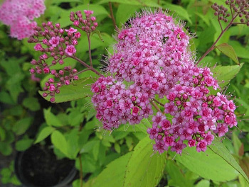 Спирея японская Макрофилла