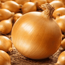 Лук-севок Геркулес