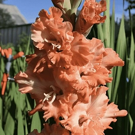 Гладиолус Shady Frizzle