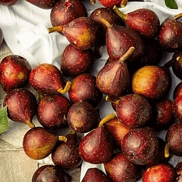 Инжир Little Miss Figgy