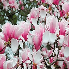 Магнолия суланжа Verbanica