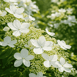 Гортензия метельчатая Magical Starlight