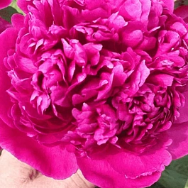 Пион Молочноцветковый AUGUSTIN D'HOUR