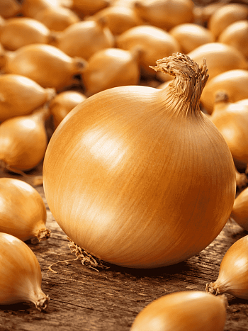 Лук-севок Геркулес