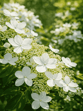 Гортензия метельчатая Magical Starlight