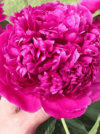 Пион Молочноцветковый AUGUSTIN D'HOUR