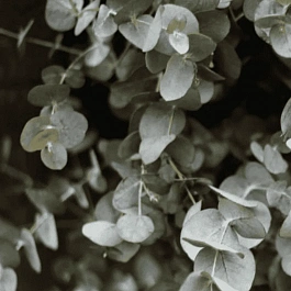 Эвкалипт Ганна