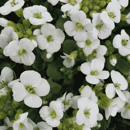 Арабис кавказский Little Treasure Deep White