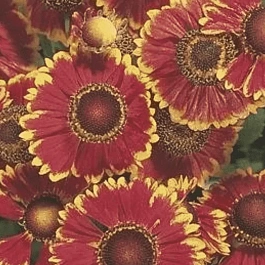 Гелениум осенний  Helena Red Shades