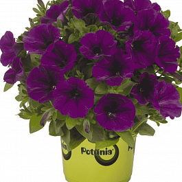 Петуния Potunia Purple (Кашпо)