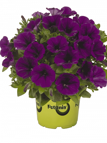 Петуния Potunia Purple (Кашпо)