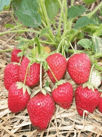 Земляника садовая Остара