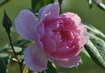 Роза Кустовая Mortimer Sackler
