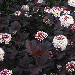 Пузыреплодник калинолистный Диаболо Пузыреплодник калинолистный Диаболо