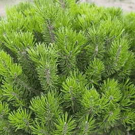 Сосна горная Mughus