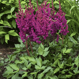 Астильба китайская Visions in Red