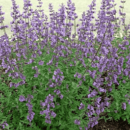 Котовник кистевидный Феликс