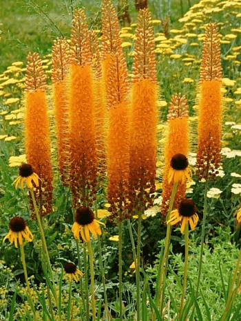 Эремурус Rumba