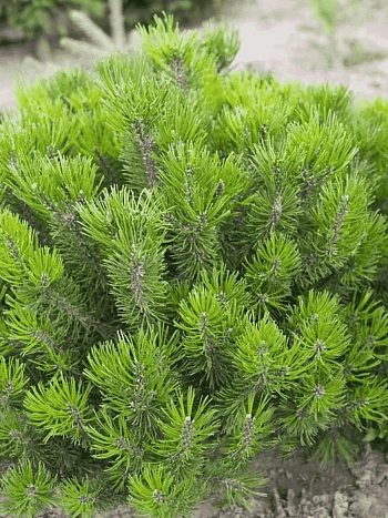 Сосна горная Mughus