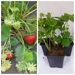 Земляника садовая Лималексия НАБОР 3ШТ