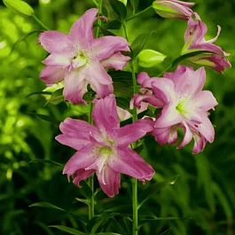 Лилия Lotus Dream