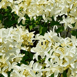 Гортензия метельчатая Star Rose