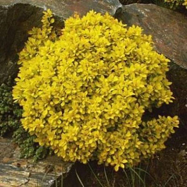 Барбарис Тунберга Голдалита Барбарис Тунберга Голдалита