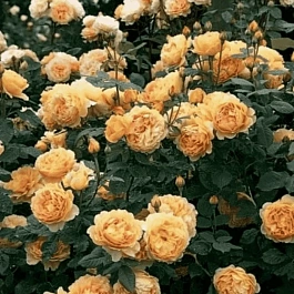 Роза Английская кустовая Golden Celebration