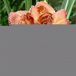 Лилейник гибридный Кендллайт Диннер