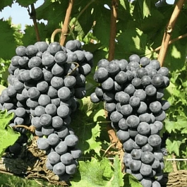 Виноград культурный Рондо