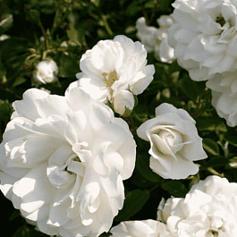 Роза почвопокровная Swany