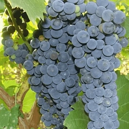 Виноград Амурский