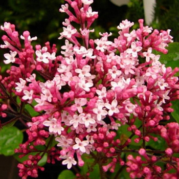 Сирень Bloomerang Pink Perfume на штамбе